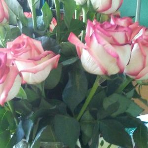 Meet your Posher, Vicy